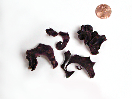 curly_pods_purple_LM-10-0328-03.jpg