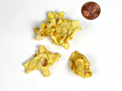 curly_pods_yellow_LM-10-0328-03.jpg