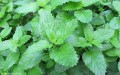 Lemon Balm Hydrosol Water Distillate Organic Bulk