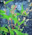 Knot Grass Herb (Polygonum aviculare/Sporish) Bulk