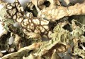 Lungwort Lichen (Sticta Pulmonaria) Bulk