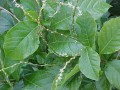 Anamu Herb (Petiveria Alliacea) Bulk