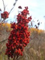 Sumac Berry (Rhus Glabra) Bulk