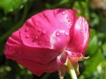 Rose Flower Organic Hydrosol Water Distillate Bulk