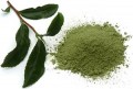 Green Tea Organic Loose Leaf/Powder/Tea Bags/Caps/Liquid Bulk