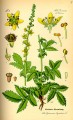 Agrimony Herb Bulk