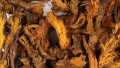 Coptis Rhizome Bulk