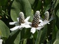 Yerba Mansa Anemopsis Bulk