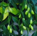 Neem Leaf Bulk