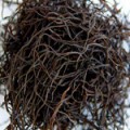 Arame Seaweed Sun-Dried Organic Bulk