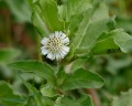 Bhringraj (Eclipta Prostrata) Herb Bulk