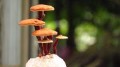 Mushroom Wow Serene Support 60 Vegetarian Capsules LA Naturals