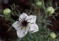 Nigella Black Cumin Seed (Nigella Sativa) From India Bulk