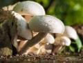 Mushroom Wow Energy Support 60 Vegetarian Capsules LA Naturals