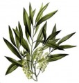 Tea Tree Essential Oil Bulk