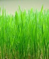 Wheatgrass Cut/Powder/Seeds Organic Bulk