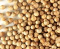 Coriander Seed Organic Bulk