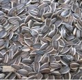 Sunflower Seeds Raw No Salt In Shell/Shelled Black Oil/Striped Organic Bulk