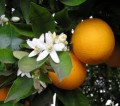 Orange Blossom Flower Water Bulk