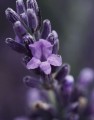 Lavender Flower Water Bulk