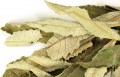 Yerba Santa Leaf Wildcrafted Bulk