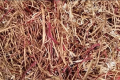 Red Willow Inner Bark Bulk