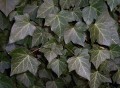 Common English Ivy Leaf Wildcrafted (Herdera helix) Bulk